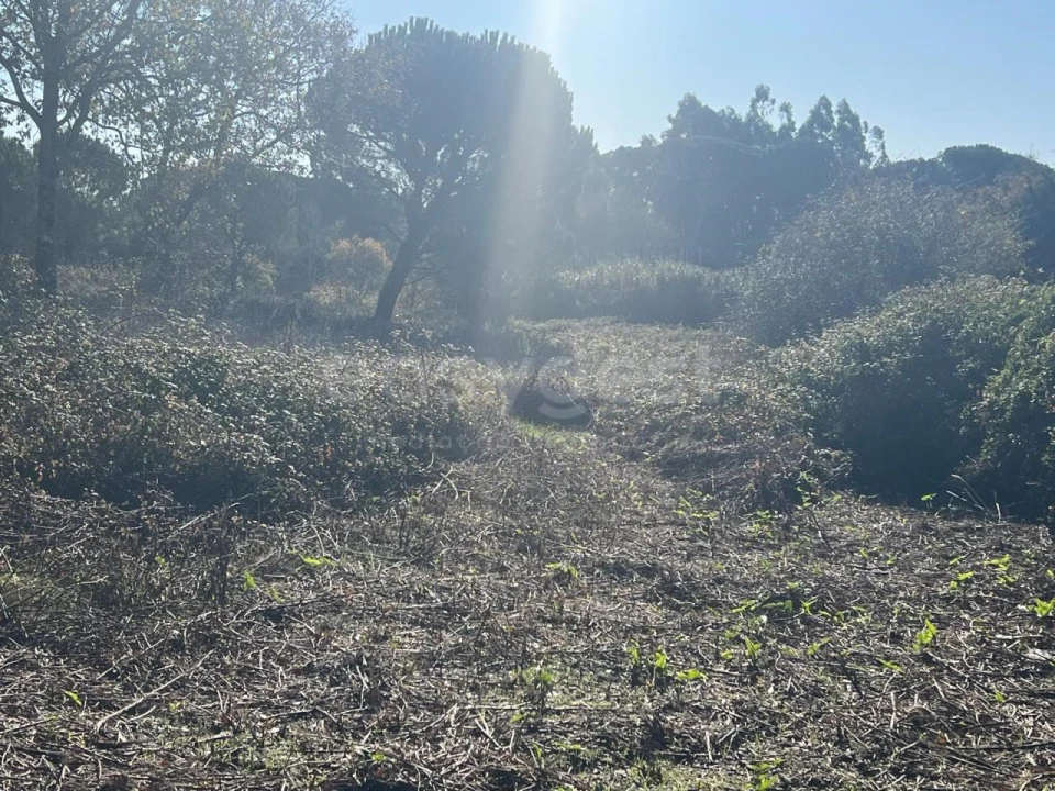 Terreno para Venda em Monte Real e Carvide Foto 2