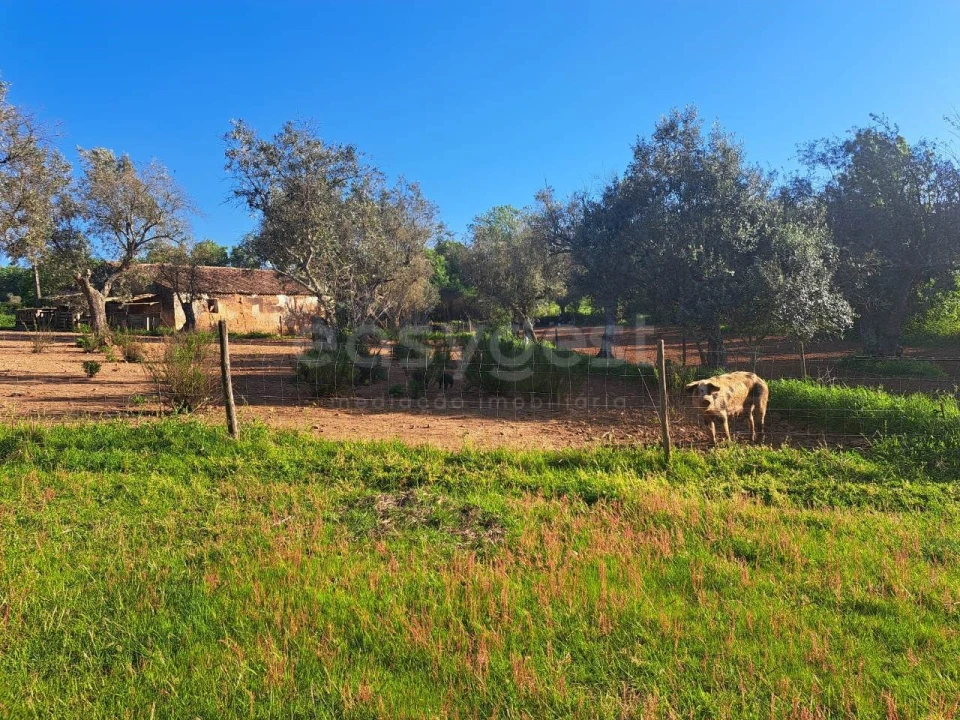 Quinta T2 para Venda em São Salvador e Santa Maria Foto 16