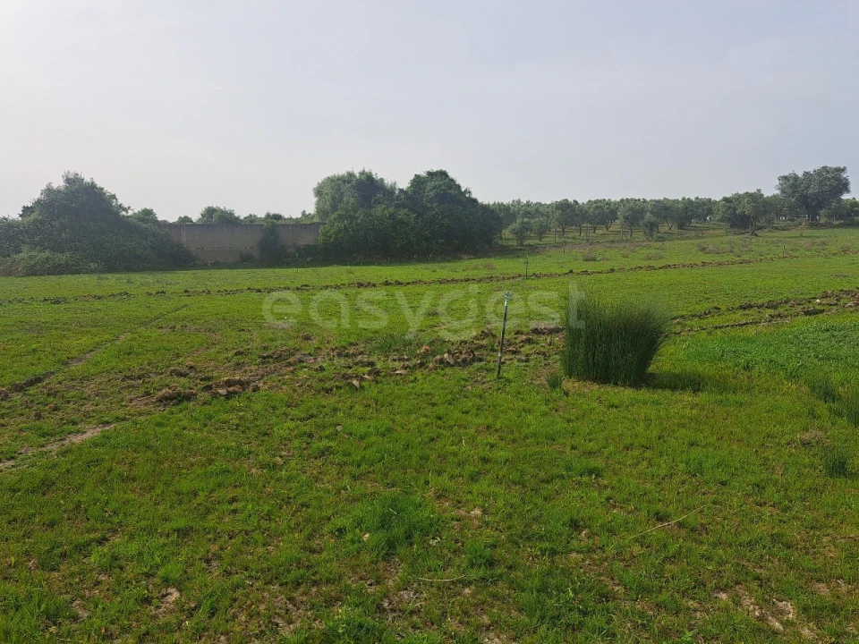 Quinta T11 para Venda em Beja (Salvador e Santa Maria da Feira) Foto 26