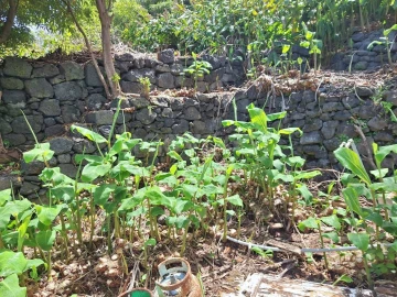 Moradia T2 para Venda em São Roque do Pico