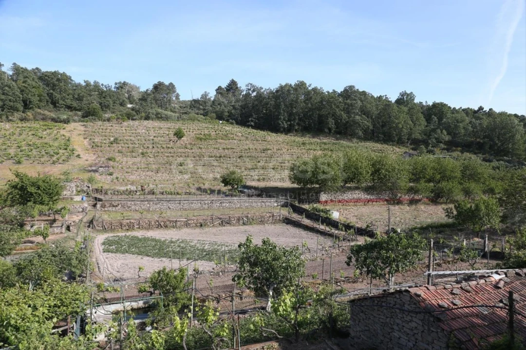 Terreno Agricola ou Rústico para Venda em Carviçais Foto 4