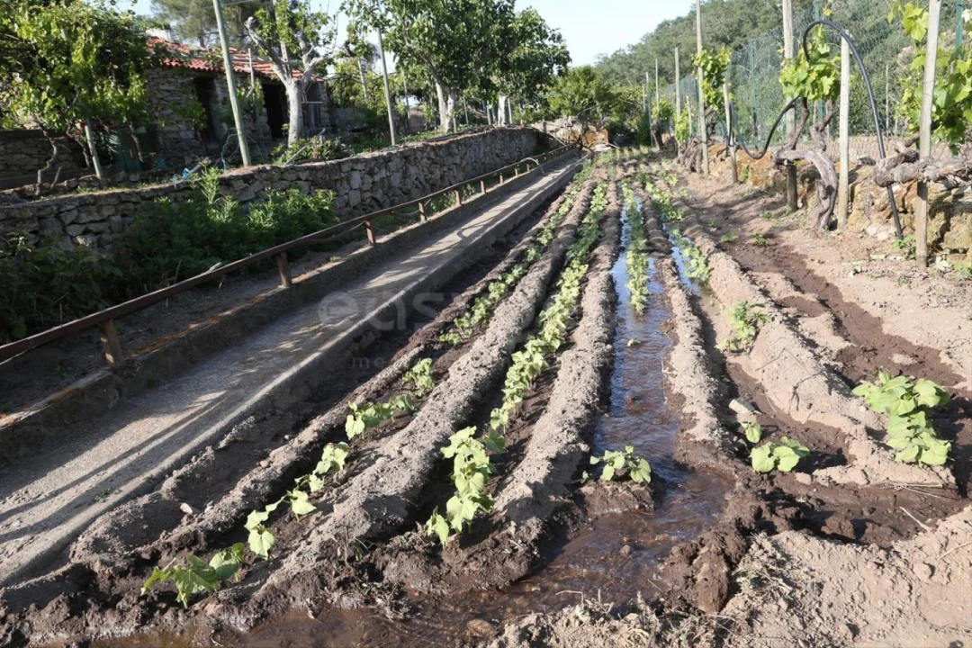 Terreno Agricola ou Rústico para Venda em Carviçais Foto 23