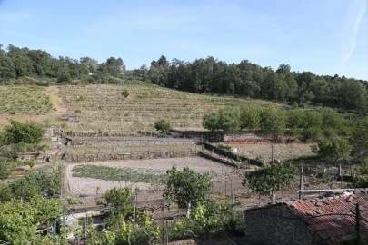 Terreno Agricola ou Rústico para Venda em Carviçais