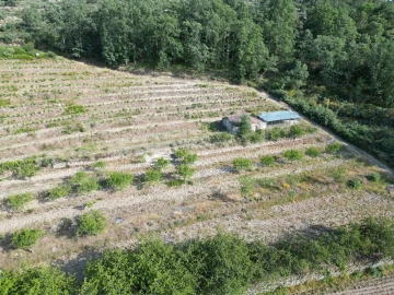Terreno Agricola ou Rústico para Venda em Carviçais