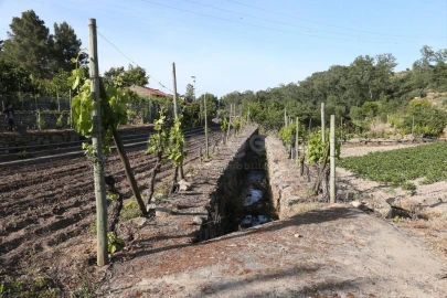 Terreno Agricola ou Rústico para Venda em Carviçais