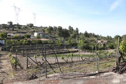 Terreno Agricola ou Rústico para Venda em Carviçais