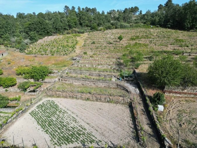 Terreno Agricola ou Rústico para Venda em Carviçais Foto 6