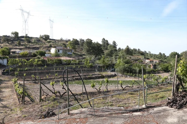 Terreno Agricola ou Rústico para Venda em Carviçais Foto 25