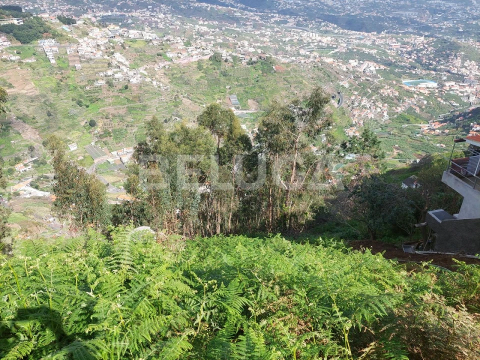 Terreno para Venda em Camara de Lobos Foto 16
