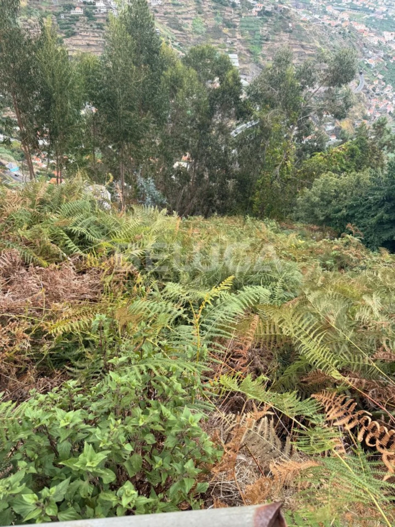 Terreno para Venda em Camara de Lobos Foto 4