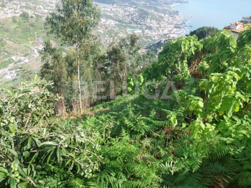 Terreno para Venda em Camara de Lobos