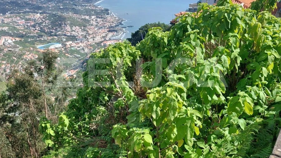 Terreno para Venda em Camara de Lobos