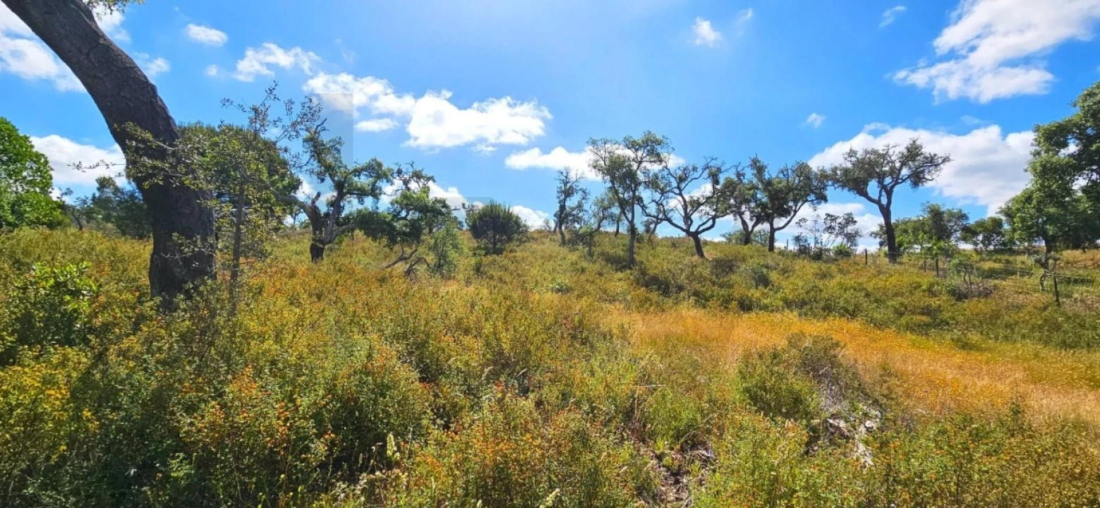 Terreno para Venda em Santiago do Cacém, Santa Cruz e São Bartolomeu da Serra Foto 3