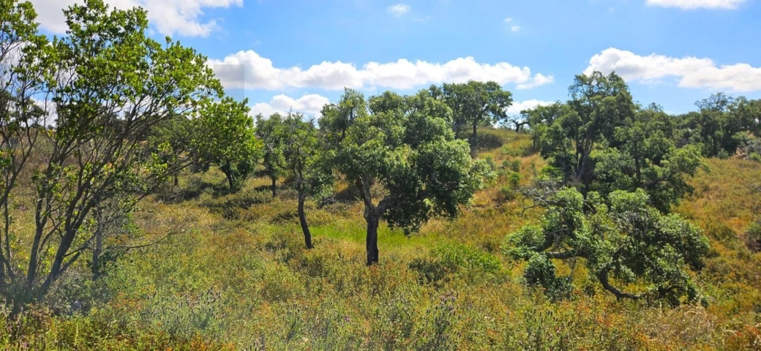 Terreno para Venda em Santiago do Cacém, Santa Cruz e São Bartolomeu da Serra Foto 8