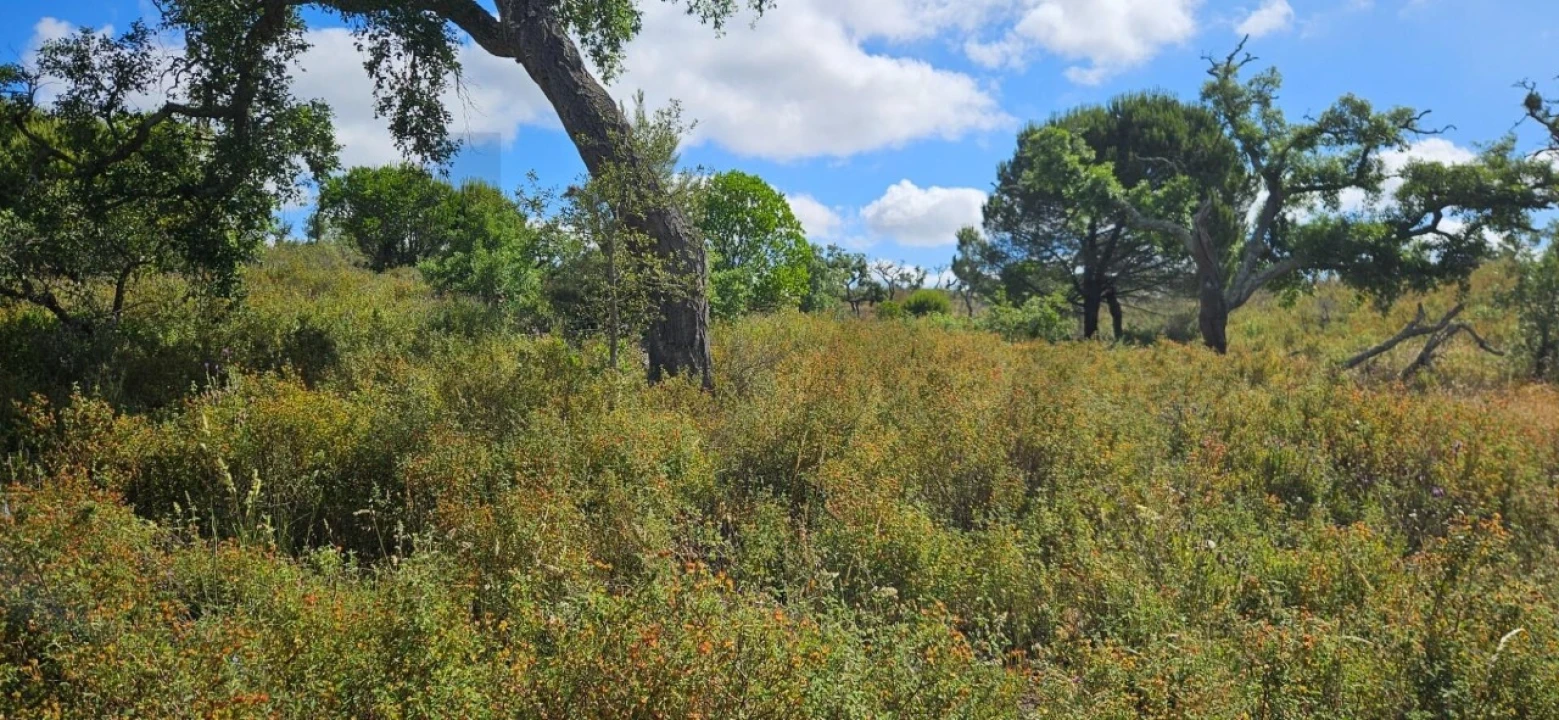 Terreno para Venda em Santiago do Cacém, Santa Cruz e São Bartolomeu da Serra Foto 10