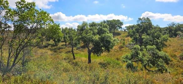 Terreno para Venda em Santiago do Cacém, Santa Cruz e São Bartolomeu da Serra