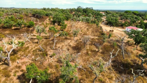 Terreno para Venda em Santiago do Cacém, Santa Cruz e São Bartolomeu da Serra
