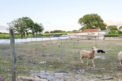 Quinta T5 para Venda em Gambia-Pontes-Alto da Guerra