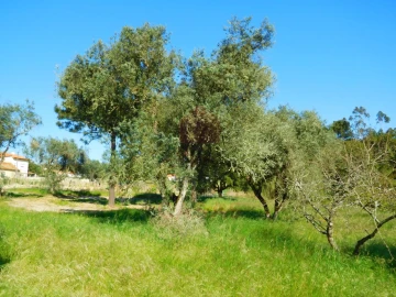 Terreno para Venda em Nadadouro