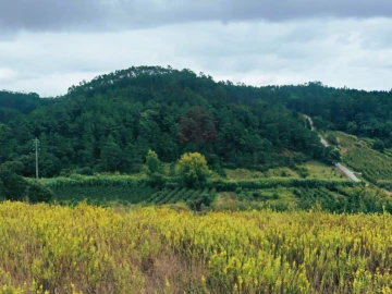 Terreno para Venda em Salir de Matos