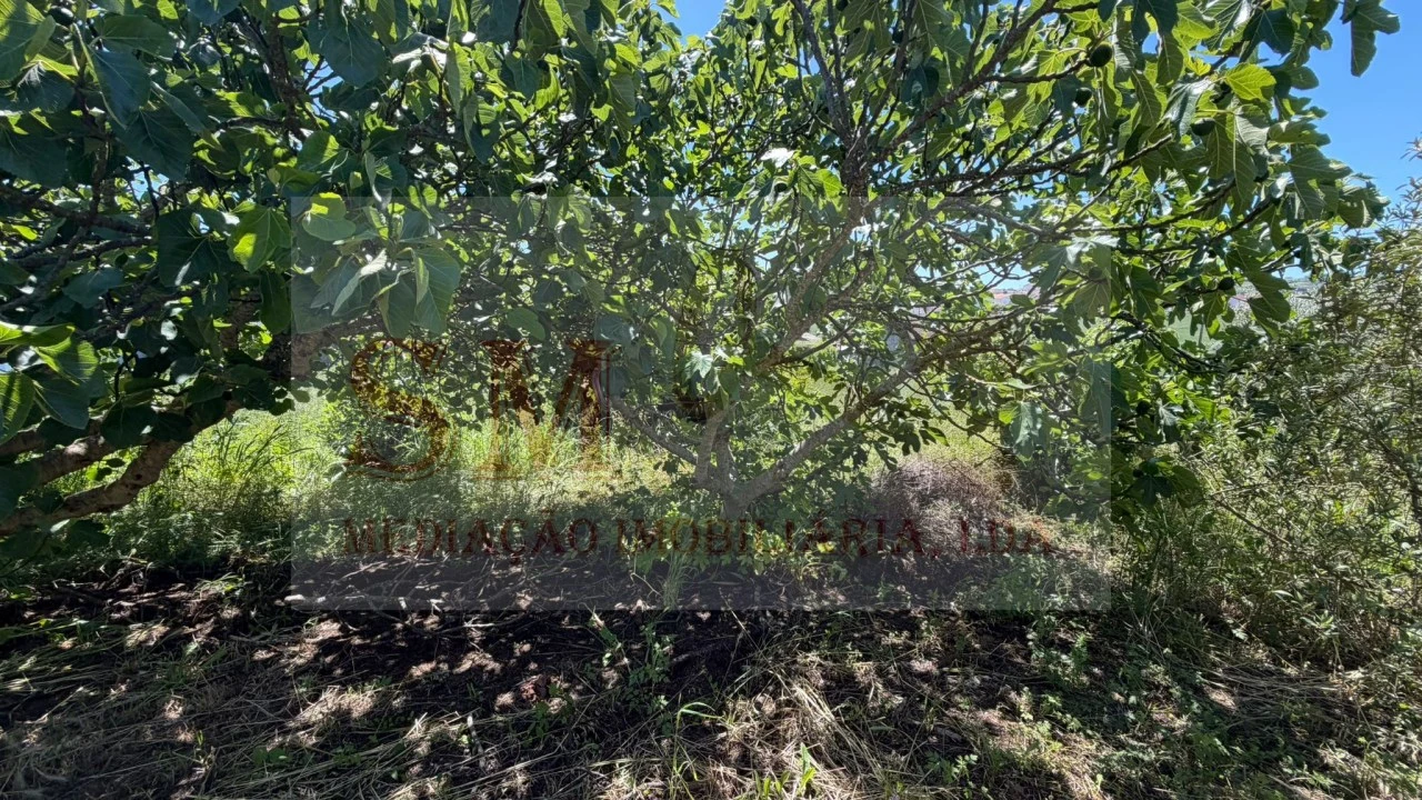 Terreno para Venda em Olhalvo Foto 9