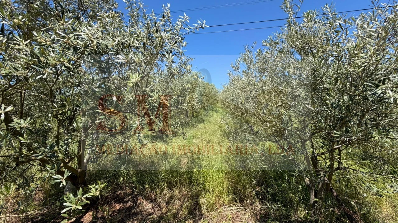 Terreno para Venda em Olhalvo Foto 12