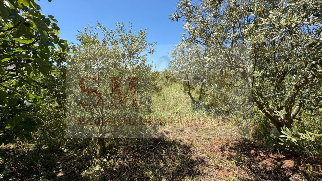 Terreno para Venda em Olhalvo Foto 14
