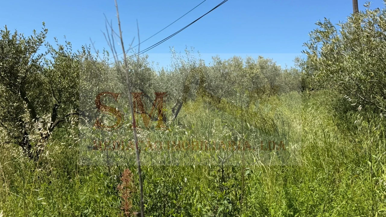 Terreno para Venda em Olhalvo Foto 15