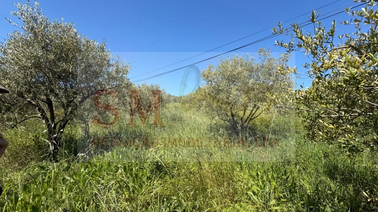 Terreno para Venda em Olhalvo Foto 17