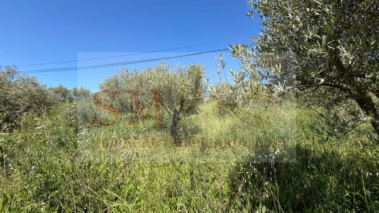 Terreno para Venda em Olhalvo Foto 18