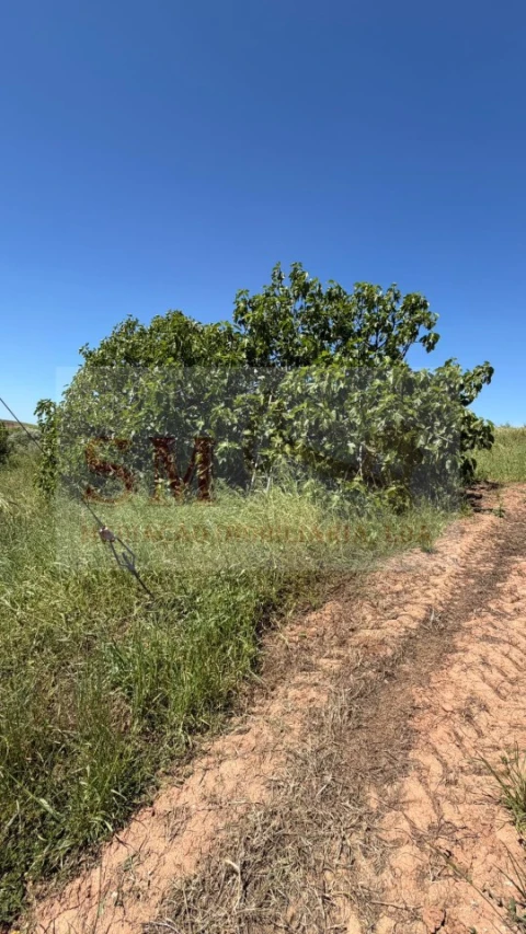 Terreno para Venda em Olhalvo