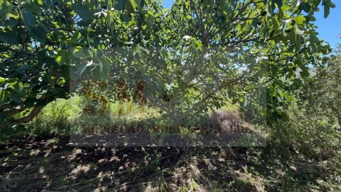 Terreno para Venda em Olhalvo