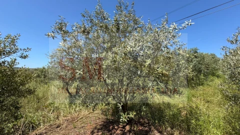 Terreno para Venda em Olhalvo