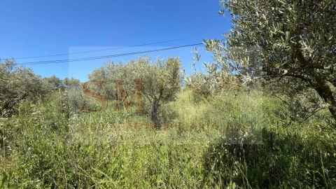 Terreno para Venda em Olhalvo