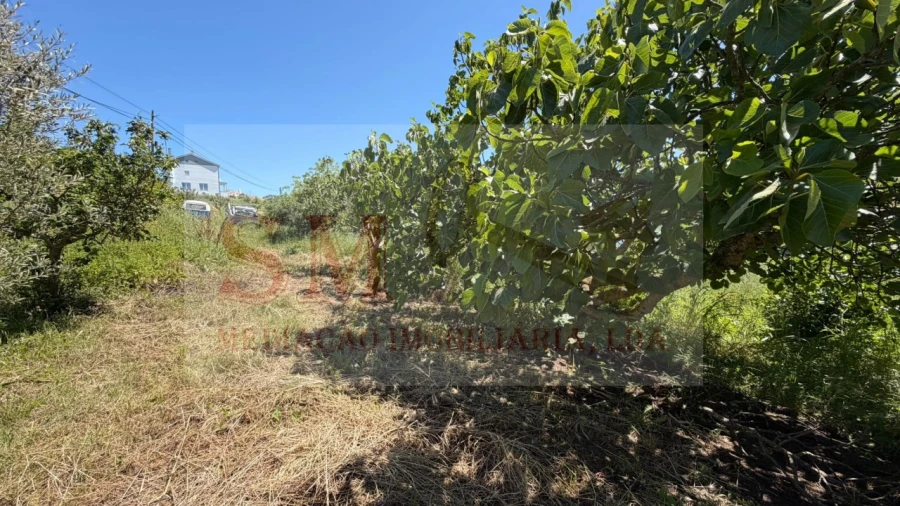 Terreno para Venda em Olhalvo Foto 11