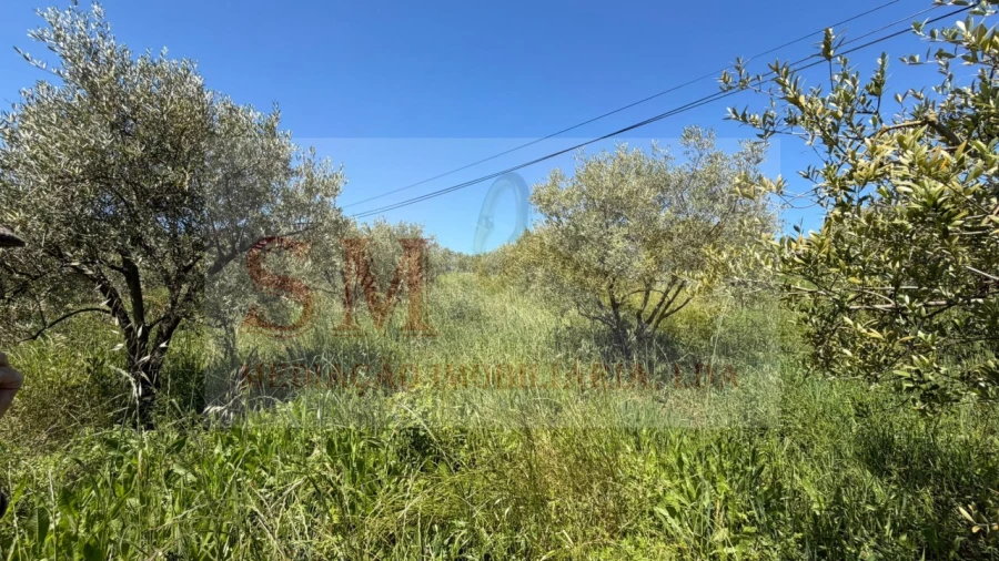 Terreno para Venda em Olhalvo Foto 17