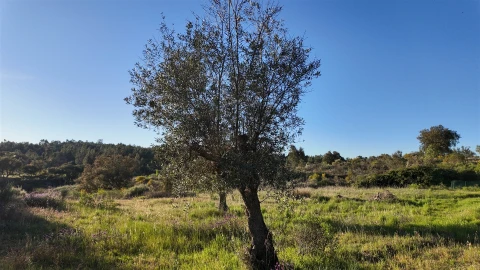 Quinta T1 para Venda em Póvoa de Rio de Moinhos e Cafede