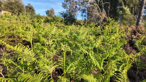 Quinta T1 para Venda em Póvoa de Rio de Moinhos e Cafede