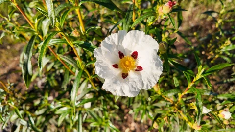 Quinta T1 para Venda em Póvoa de Rio de Moinhos e Cafede