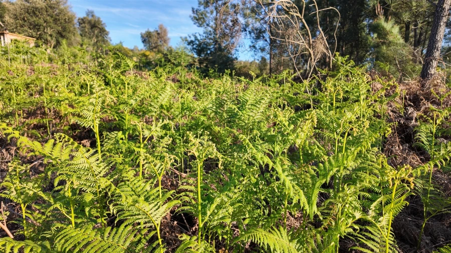 Quinta T1 para Venda em Póvoa de Rio de Moinhos e Cafede Foto 66