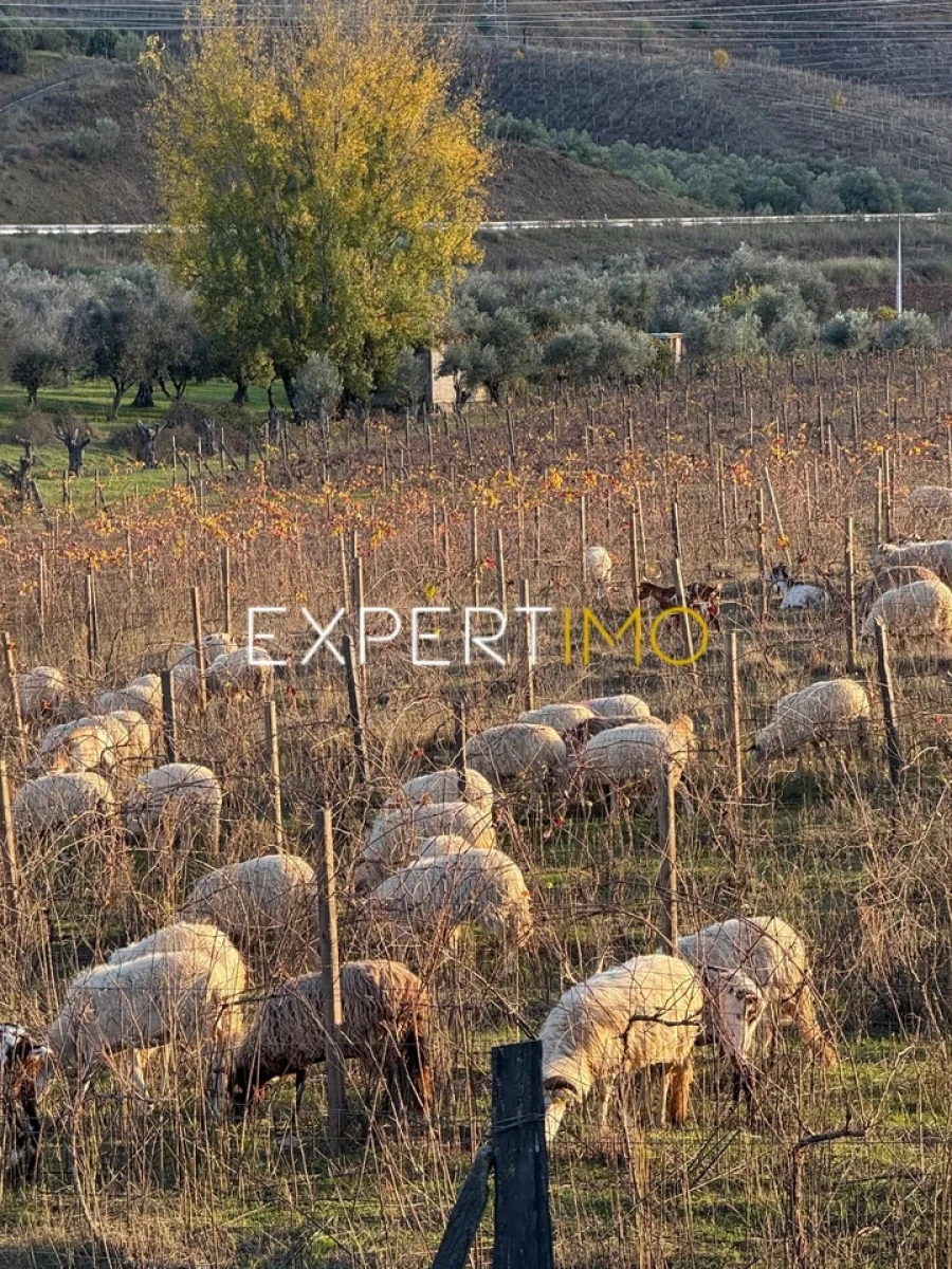 Moradia T2 para Venda em Vila Nova de Foz Côa Foto 32