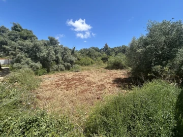 Terreno para Venda em Almancil