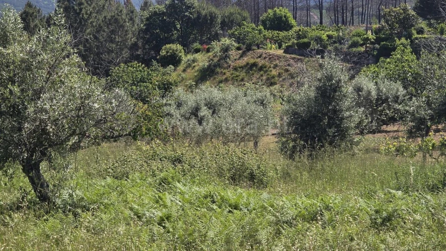 Terreno para Venda em Souto da Casa Foto 4