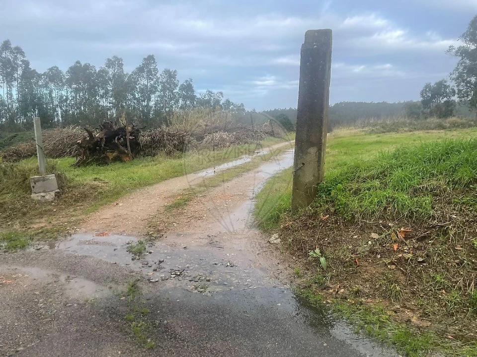 Terreno para Venda em Pinheiro da Bemposta, Travanca e Palmaz Foto 2