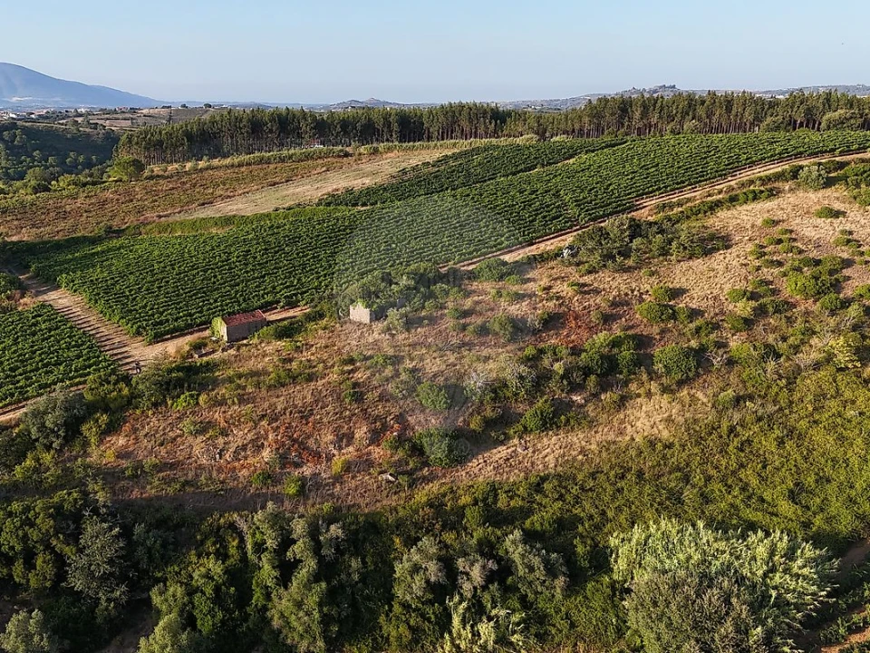 Moradia T2 para Venda em Ribafria e Pereiro de Palhacana Foto 11