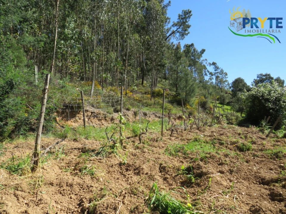Moradia T4 para Venda em Mação, Penhascoso e Aboboreira Foto 6