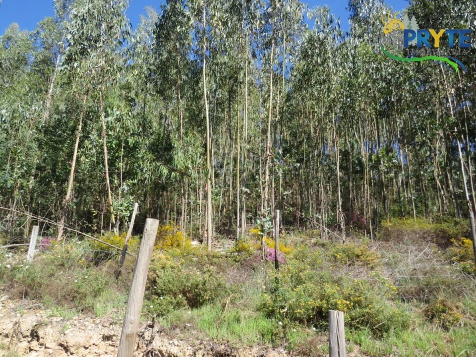 Moradia T4 para Venda em Mação, Penhascoso e Aboboreira Foto 10