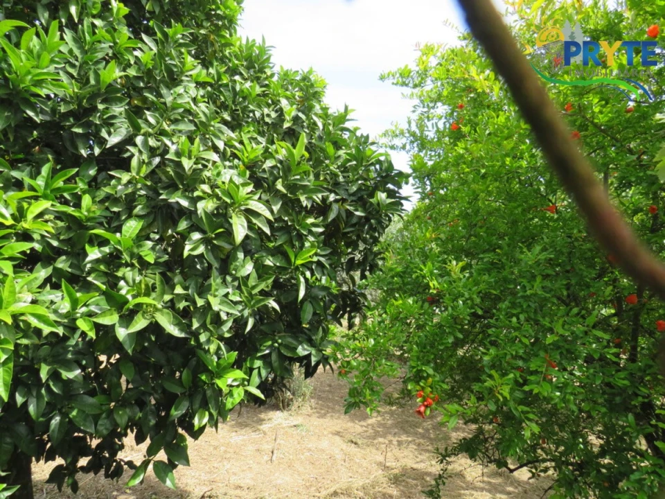 Moradia T4 para Venda em Mação, Penhascoso e Aboboreira Foto 105