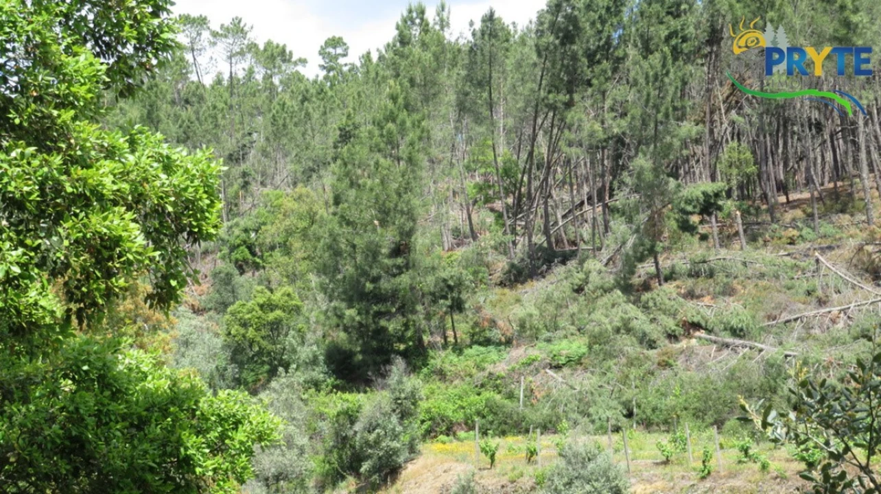 Terreno para Venda em Proença-A-Nova e Peral Foto 1