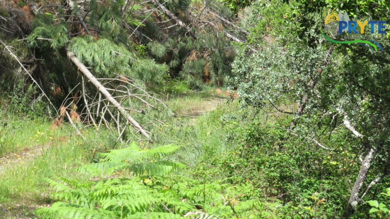 Terreno para Venda em Proença-A-Nova e Peral Foto 3